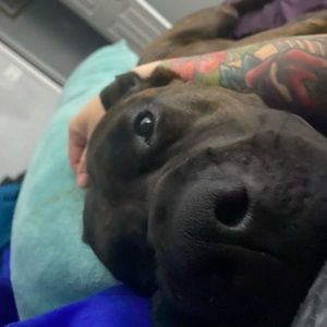 Meet your Posher, Liaison